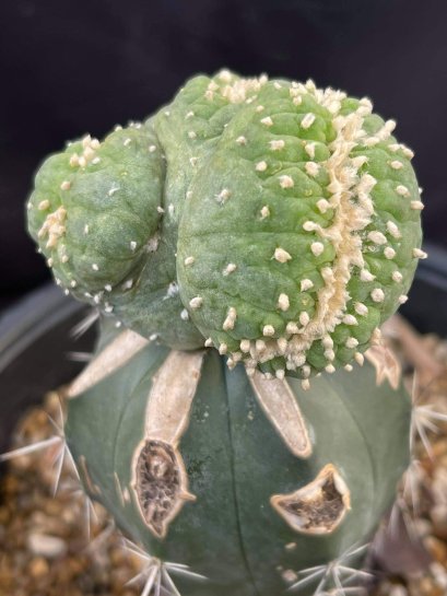 Lophophora Fricii 15 years old-grow from seed-can give flower and seed