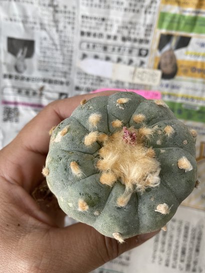 Japan import Lophophora fricii 10 ribs 5-6 cm grow from seed 17 years old - can give flower ownroot