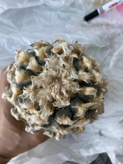 Japan import Lophophora Williamsii  grow from seed 27 years old - can give flower and seed ownroot