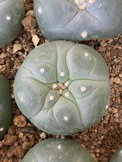 lophophora fricii ooibo super white size 3-4 cm japan import 7 years old - can give flower and seed