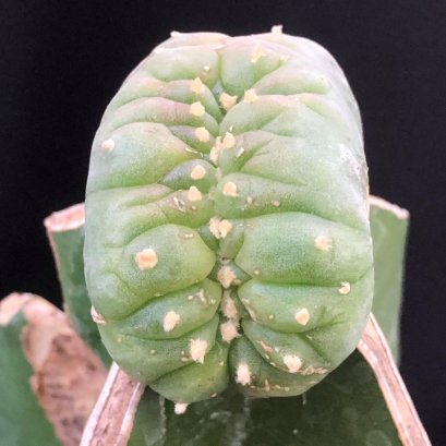 1 plant Lophophora williamsii cristata