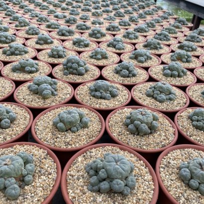 Lophophora williamsii var. caespitosa size 7-10 cm 15 years old and have flower