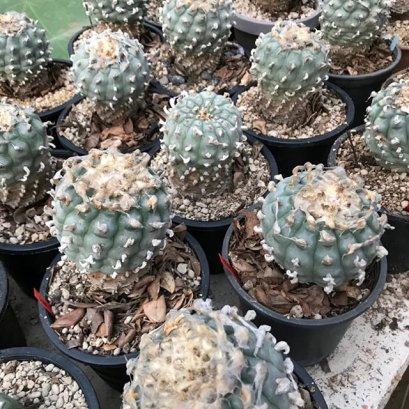 Lophophora