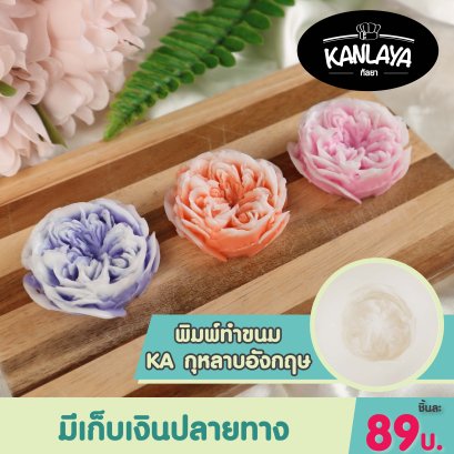 พิมพ์KA กุหลาบอังกฤษ