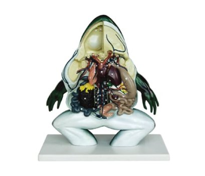 หุ่นจำลองอวัยวะภายในกบ