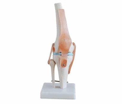 หุ่นจำลองกระดูกข้อเข่า