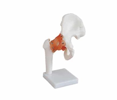 หุ่นจำลองกระดูกสะโพก