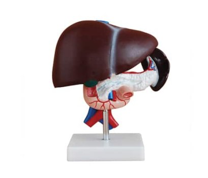 หุ่นจำลองตับ