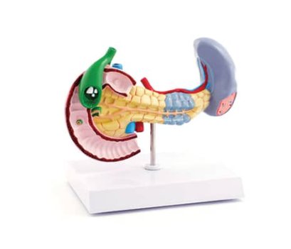 หุ่นจำลองตับอ่อน
