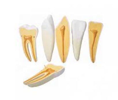 หุ่นจำลองโครงสร้างฟัน