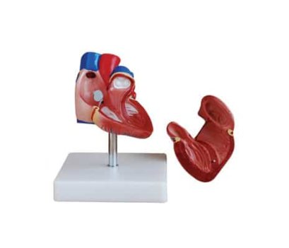 หุ่นจำลองหัวใจ