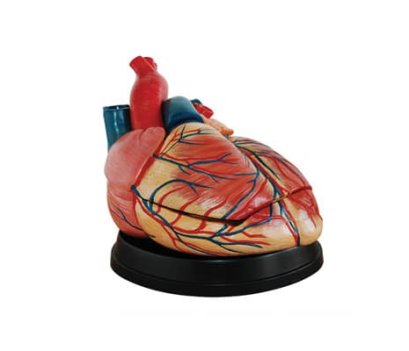 หุ่นจำลองหัวใจ (4 เท่า)