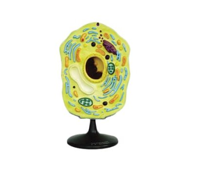 โมเดลเซลล์พืช