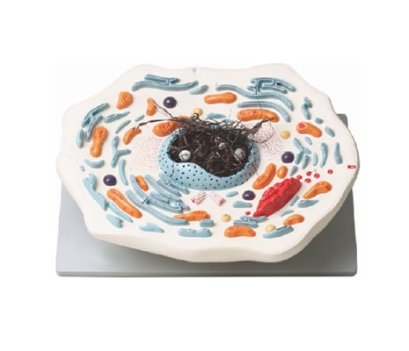 แบบจำลองเซลล์สัตว์ (2,000 เท่า)