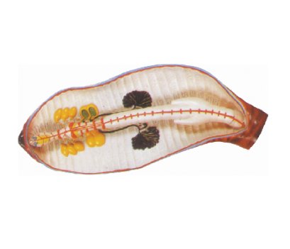 หุ่นจำลองภายในไส้เดือน