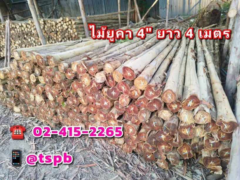 ไม้ยูคา 4"x4ม.