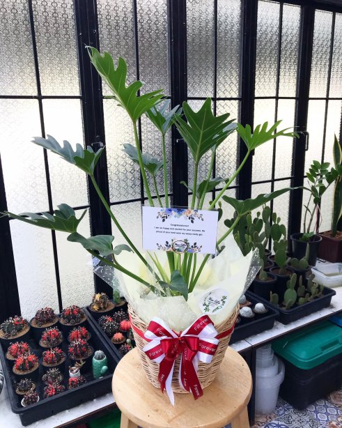 โอบกอดความรักให้มั่นคง ต้นไม้ฟอกอากาศ ซานาดู (Philodendron Xanadu)