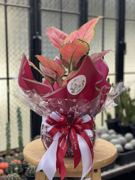 แก้วกาญจนา ใบสีแดงสดใส (ตระกูล Aglaonema )