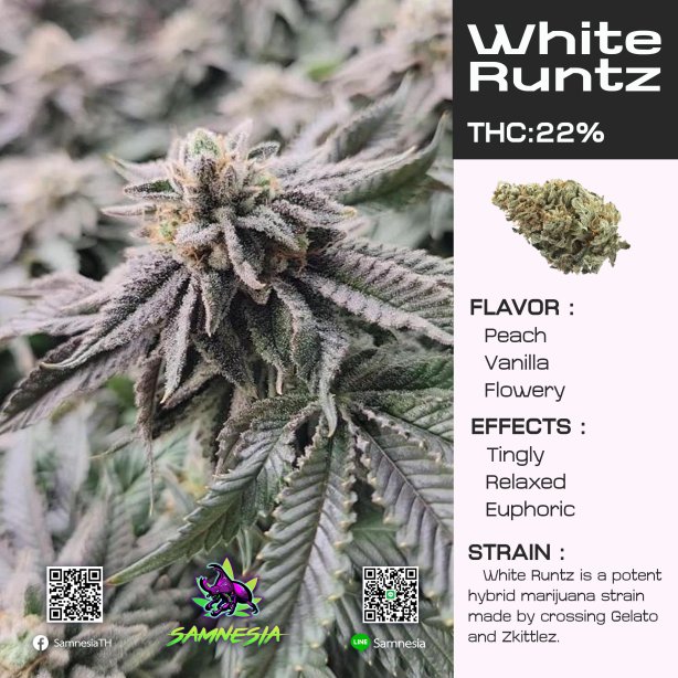 Boston Runtz ไทยซีบีจี จำหน่ายดอกกัญชา พันธุ์ต่างประเทศ Outdoor THC 20%
