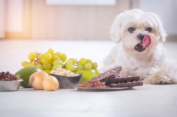10 ผักและผลไม้ที่มีอันตรายหรือเป็นโทษต่อสุนัข - ivethospital