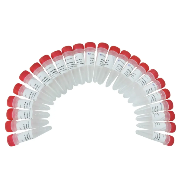 VAHTS RNA Adapters Set 3 Set 6 for Illumina N809192 rxns smartscience