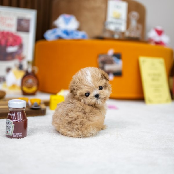Maltipoo Millie tinybok