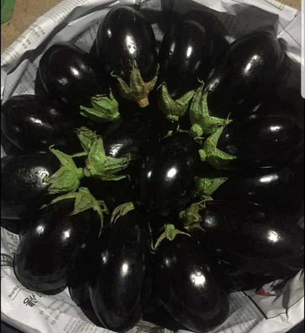 Eggplant , Brinjal ,Aubergine ,Garden egg , Guinea squash freshlyfoodsthailand