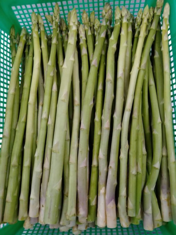 asparagus - freshlyfoods-thailand