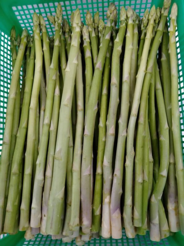 asparagus freshlyfoodsthailand