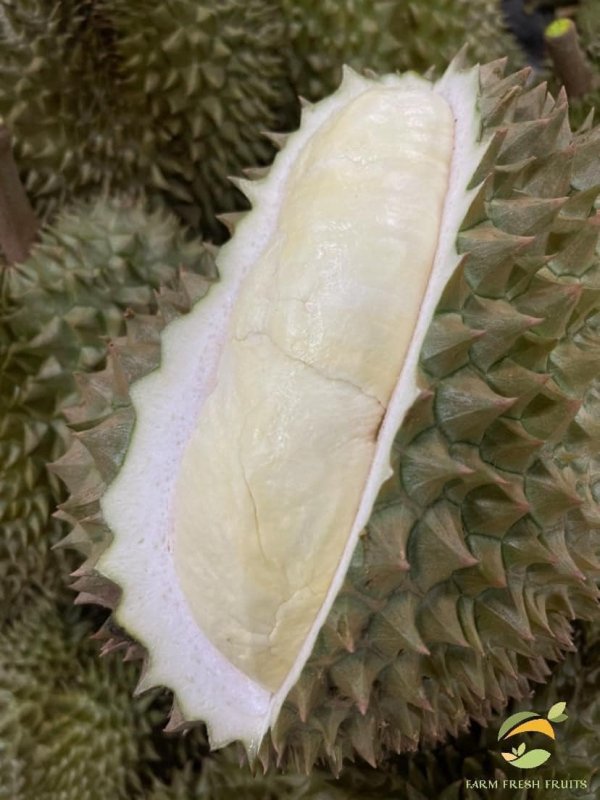 Durian Monthong Farmfreshfruitsthailand