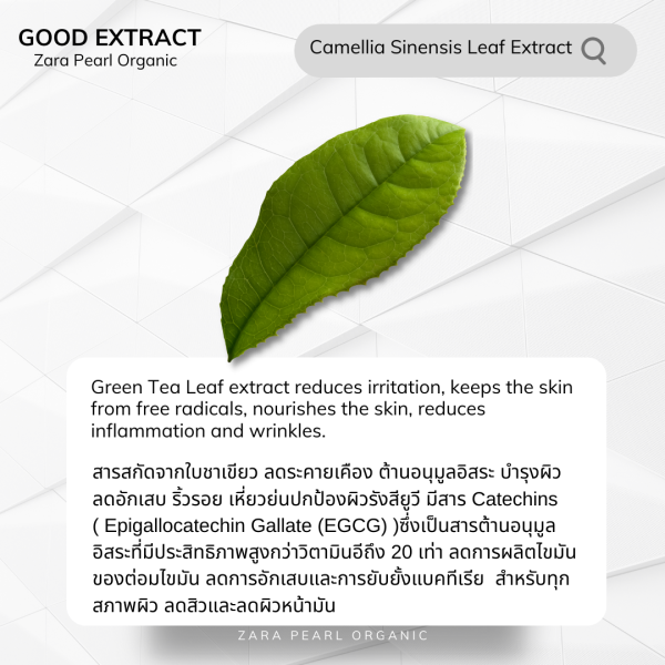 Camellia Sinensis Leaf Extract - zarapearlthailand