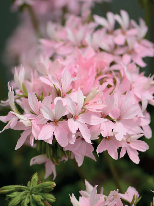 Geranium Quantum 100 Seeds agaagro