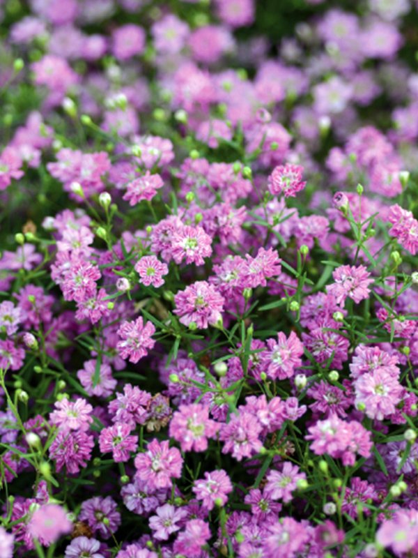 Gypsophila 100 Seeds - aga-agro