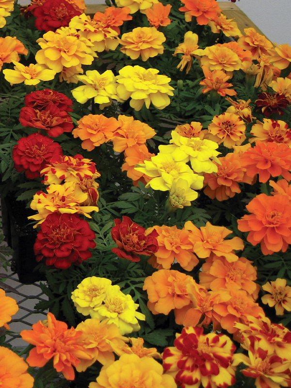 French Marigold - Durango 1000 Seeds - Aga-agro