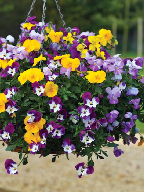 Pansy Freefall 100 Seeds agaagro