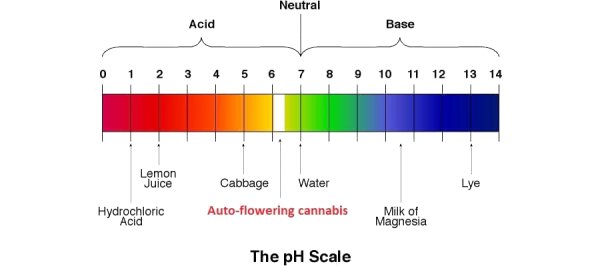 ค่า pH ในสระว่ายนํ้า - Winwinpoolshop test ph scale diagram 