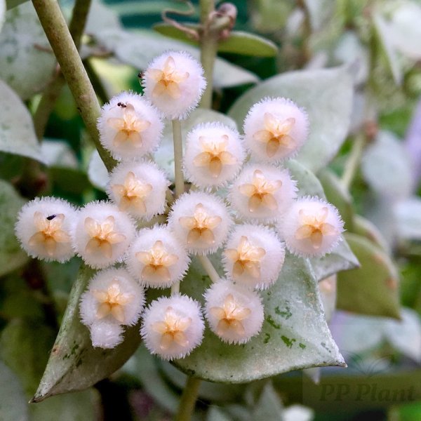 POWERS TO FLOWERS – Hoya Krohniana Eskimo Splash Super Silver In Vaso 9cm – Pianta Vera Con Omaggio Incluso