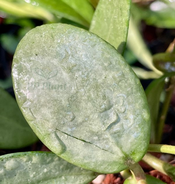 Hoya 'silver Lady' 