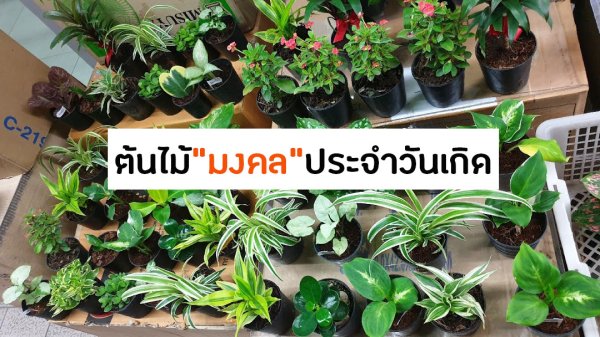 ต้นไม้มงคลประจําวันเกิด - Decentfurnit