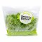 salad vegetable green salanova
