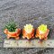 Miniatures Handmade Cactus Succulent Pot
