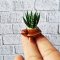 Miniatures Cactus Plants Pot