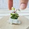 Miniatures Paphiopedilum Orchid Flowers Pot