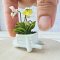 Miniatures Paphiopedilum Orchid Flowers Pot