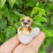 Dollhouse Miniatures Figurine Puppy Dog Pet
