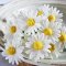 Handmade Miniatures White Daisy flowers 1/6 Scale