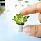 Miniatures Plant Pot