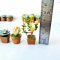Miniatures Cactus Succulent Pot Dollhouse Garden Decoration
