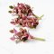 Handcrafted Miniature Succulent Plants Set of 5