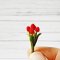 Miniatures Red Tulip Flowers